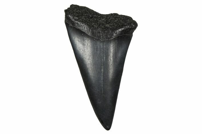Fossil Broad-Toothed Mako Tooth - South Carolina #374780